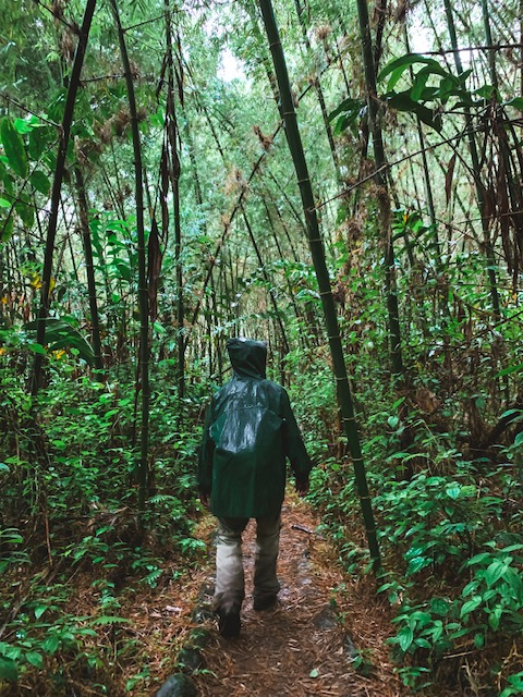 Marojejy National Park