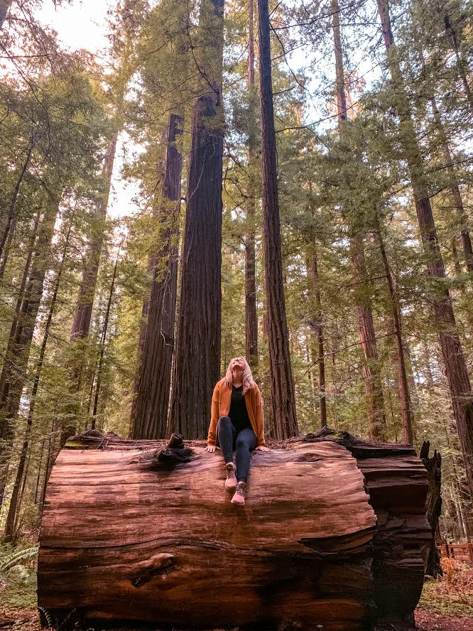 Avenue of the Giants, California